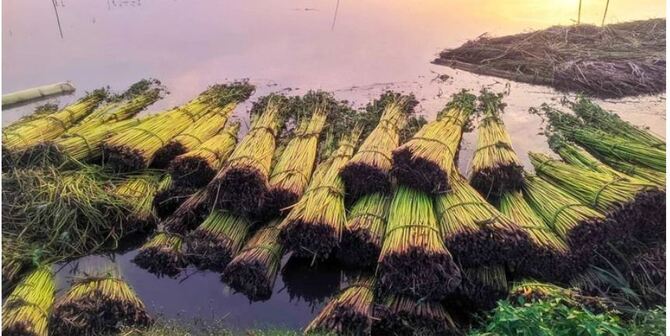 ফরিদপুরে পাট নিয়ে সংকটে চাষিরা