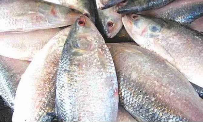 ভরা মৌসুমেও মিলছে না ইলিশ