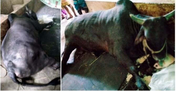 অবিক্রীত এক টন ওজনের ‘কালা মানিক’ মারা গেছে