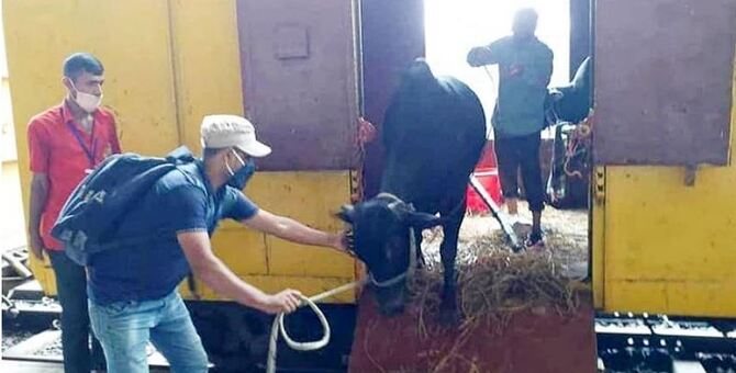 ১৭ জুলাই থেকে বিশেষ ট্রেনে ঢাকায় আসবে কোরবানির পশু