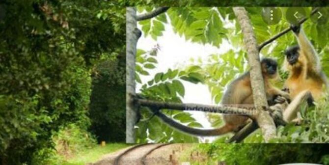 লাউয়াছড়ায় এখন অবাধে দেখা মেলে বন্যপ্রাণির