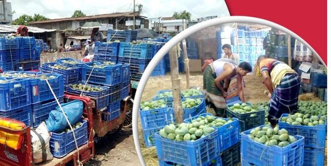 মৌসুম শেষে আমের দাম পেয়ে খুশি চাষিরা