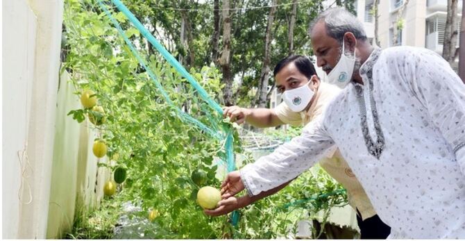 বীজ বপনের ২ মাসেই গাছে ধরছে ক্রাউন তরমুজ