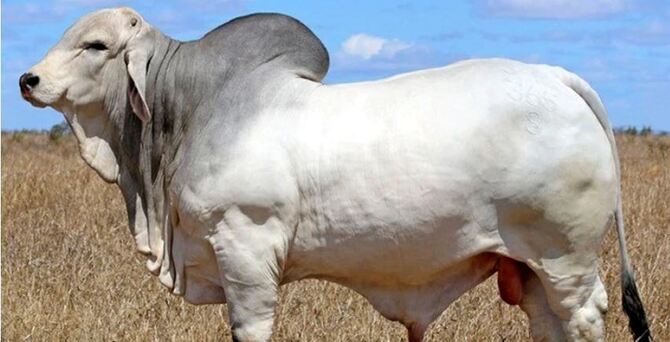 শাহজালাল বিমানবন্দরে ব্রাহমা জাতের ১৮ গরু জব্দ