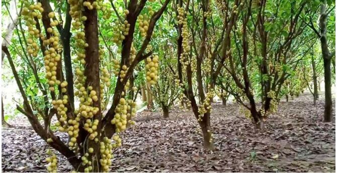 লটকন চাষে লাভের স্বপ্ন দেখছেন হবিগঞ্জের কৃষকরা