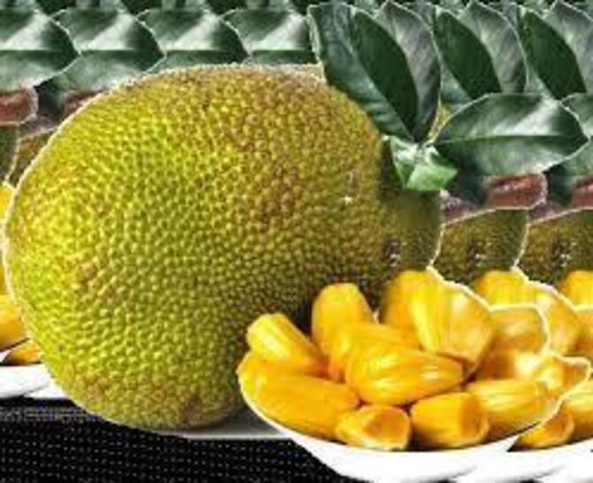 ১০০ টাকার কাঁঠাল ১০ টাকা, তবুও নেই ক্রেতা