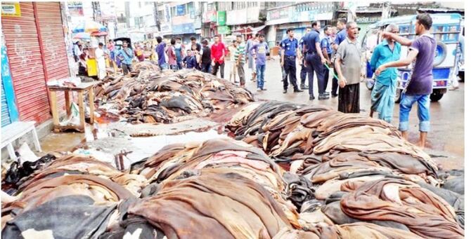 কোরবানির পশুর কাঁচা চামড়ার দাম নির্ধারণ করল সরকার