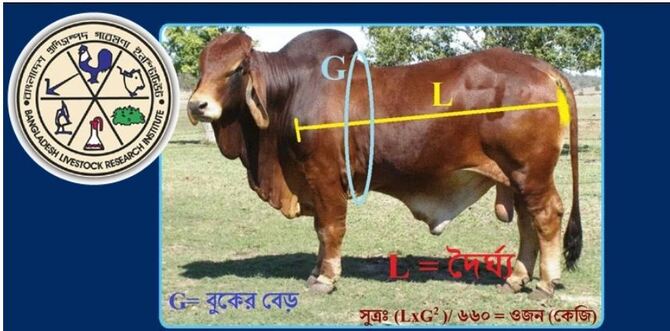 অ্যাপে মেপে গরু কিনছেন ক্রেতারা