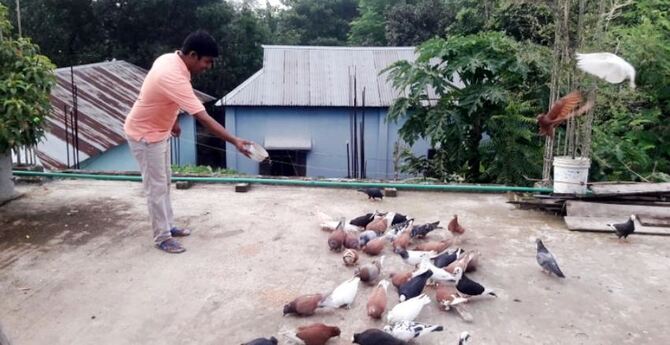 শিক্ষক বিপ্লবের শখের বশে কবুতর পালন