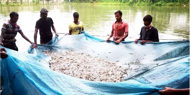 মাছ চাষে বেকারত্ব দূর করলেন রুস্তম আলী