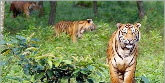 বিশ্ব বাঘ দিবস আজ