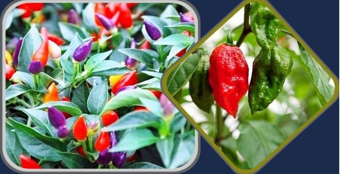 মরিচের ঝাঁঝালো এসব তথ্য কি জানতেন?