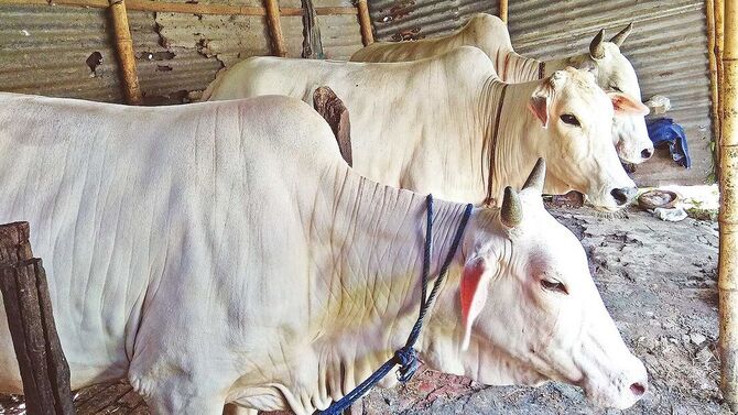 এবারও কোরবানির হাট মাতাবে মিরকাদিমের ধবল গরু