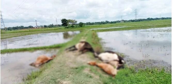 কুমিল্লায় বিদ্যুতের তারে জড়িয়ে ৫ গরুর মৃত্যু