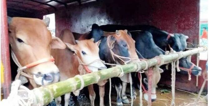 ক্যাটল স্পেশাল ট্রেনে ৮০০ গরু এলো ঢাকায়