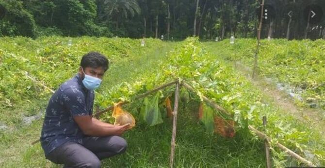 ইউটিউব দেখে অসময়ে তরমুজ চাষে সফল বোরহান