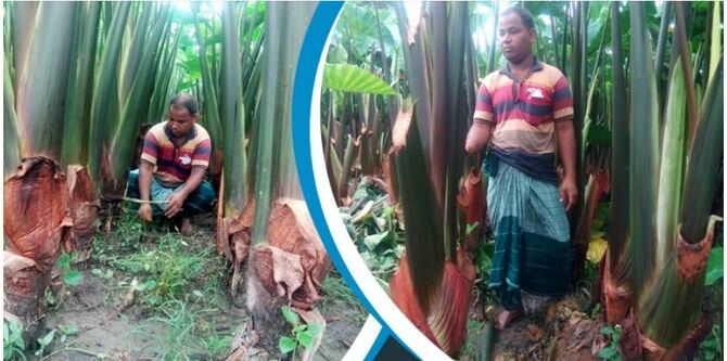 ভালো ফলনেও হতাশ দিনাজপুরের পানিকচু চাষিরা