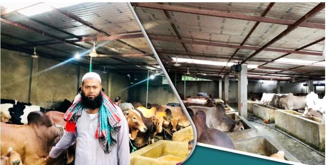 বিদেশ যেতে ব্যর্থ হয়ে গরুর খামারে সফল নজরুল
