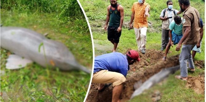 হালদার চানখালী খালে ভেসে উঠল মৃত ডলফিন