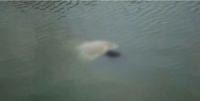 নেত্রকোনায় একদিনে পানিতে ডুবে ৩ শিশুর মৃত্যু