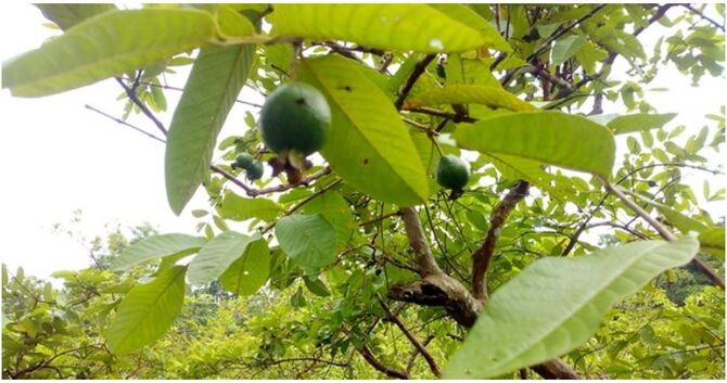 বড় ধরনের লোকসানের আশঙ্কায় ঝালকাঠির পেয়ারা চাষিরা