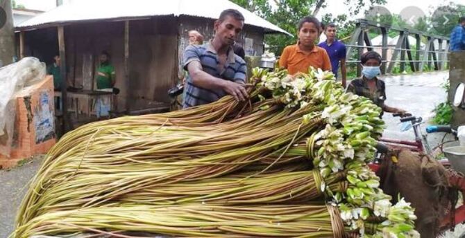 শাপলায় মিটছে পরিবারের চাহিদা, হচ্ছে জীবিকা নির্বাহ