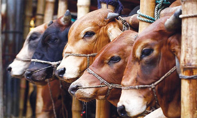 সারাদেশে বসবে কোরবানির পশুর হাট