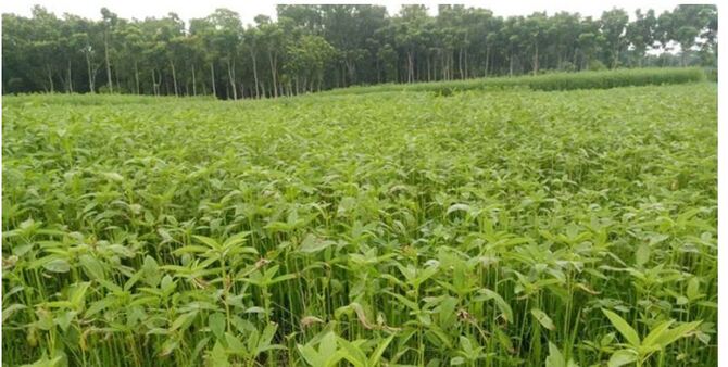 যে কারণে শার্শায় বেড়েছে পাটের চাষ