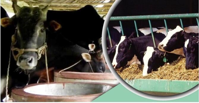 গবাদিপশুকে সুষম খাবার খাওয়ানোর উপকারিতা