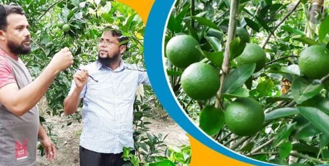 বেশি লাভ হওয়ায় মাল্টা চাষে আগ্রহী চাঁদপুরের চাষিরা