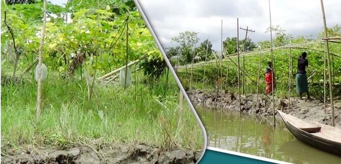 ঝালকাঠির ৩৬ গ্রামে বর্ষাকালীন সবজি চাষ