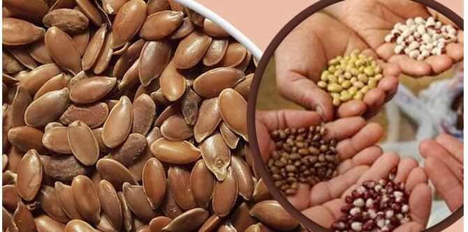 ভালো বীজ চিনবেন যেভাবে