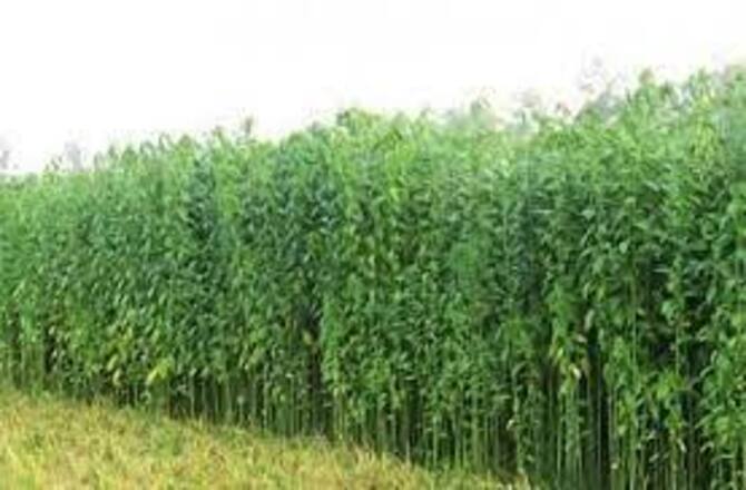 মাগুরায় পাটের বাম্পার ফলনের সম্ভাবনা