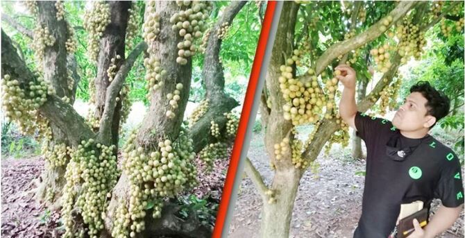 লটকনের ফলনে খুশি চাষিরা ব্যাপারিরা দুশ্চিন্তায়