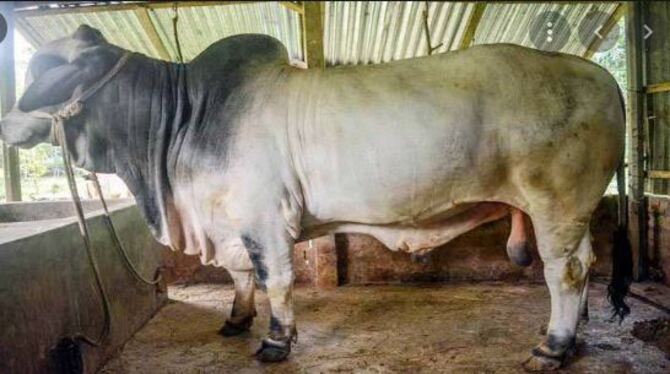 জেনে নিন কুরবানির পশুর যত্ন নেবেন যেভাবে