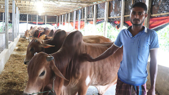বিধিনিষেধে গরু বিক্রি নিয়ে শঙ্কায় নড়াইলের খামারিরা