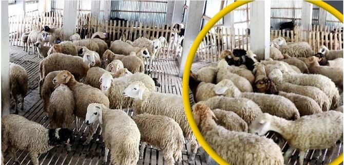 রানীনগরে গাড়ল পালনে সফল আ. মান্নান