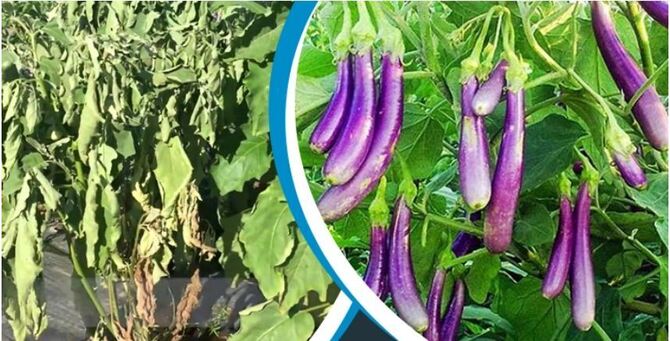 বেগুনের ঢলে পড়া রোগ নিয়ন্ত্রণ করবে বেসিলাস ব্যাকটেরিয়া