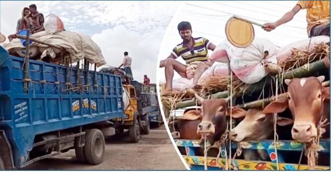 দৌলতদিয়ায় দীর্ঘ হচ্ছে পশুবাহী ট্রাকের সারি