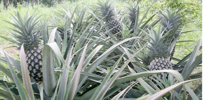 পটুয়াখালীতে আম বাগানে আনারস চাষে সাফল্য