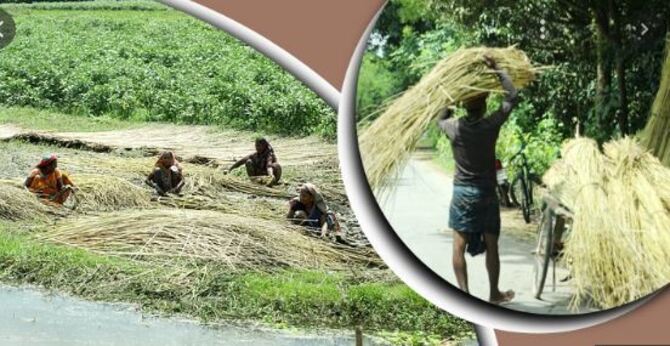 চাঁপাইনবাবগঞ্জে পাটের সুদিন ফিরেছে