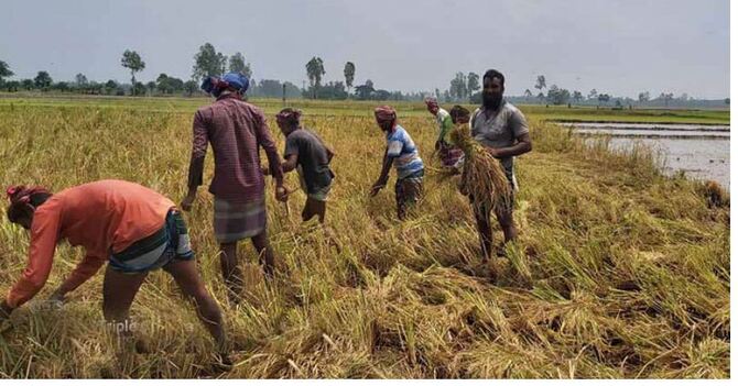 আউশ ধান কাটা-মাড়াইয়ে ব্যস্ত নওগাঁর চাষীরা