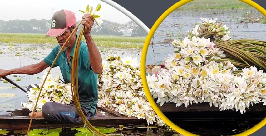 মুন্সিগঞ্জে শাপলা এখন বিকল্প আয়ের উৎস