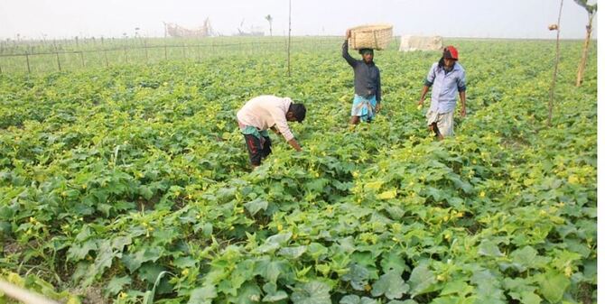 মাগুরায় ক্ষিরার বাম্পার ফলন