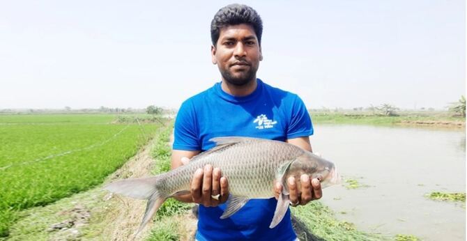 ঝিনাইদহে ৩ দফায় বেড়েছে মাছের খাবারের দাম, লোকসানে চাষিরা