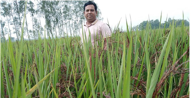 ব্লাক রাইস চাষ করছেন সিঙ্গাপুরফেরত সোহাগ