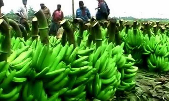 কাহারোলে কলার বাম্পার ফলন