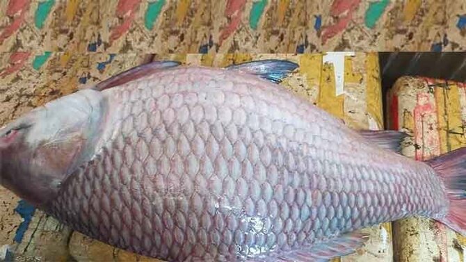 এক কাতলের দাম ২০ হাজার