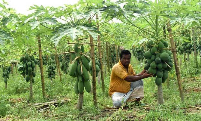 তারাগঞ্জে পেঁপের ভালো ফলন
