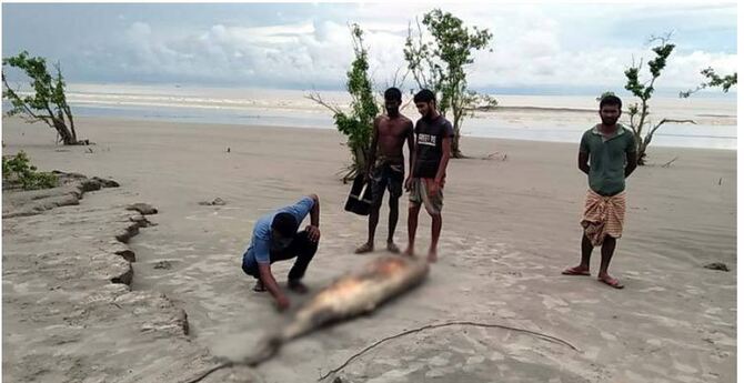 কুয়াকাটা সৈকতে আবারও ভেসে এলো মৃত ডলফিন